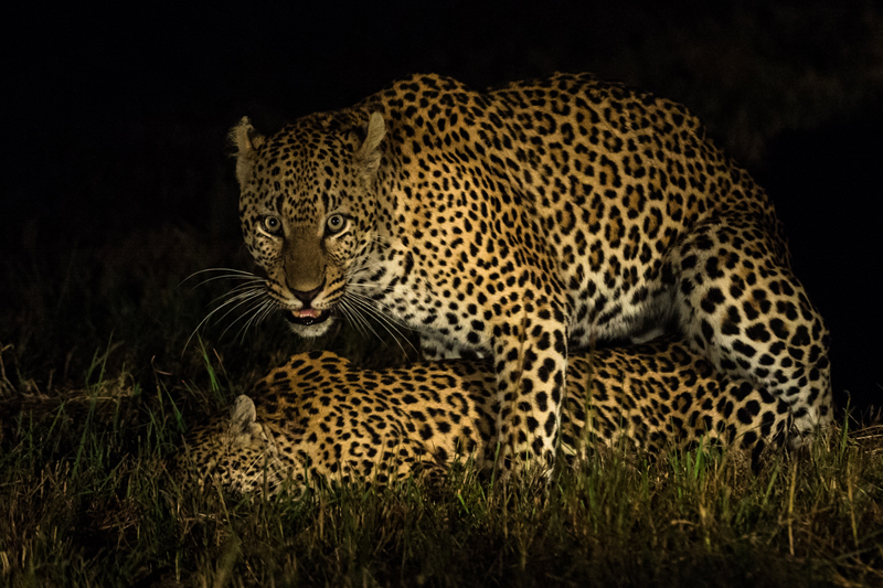 Leopards Mating 2 1 1 Leopards Mating 2 1 1