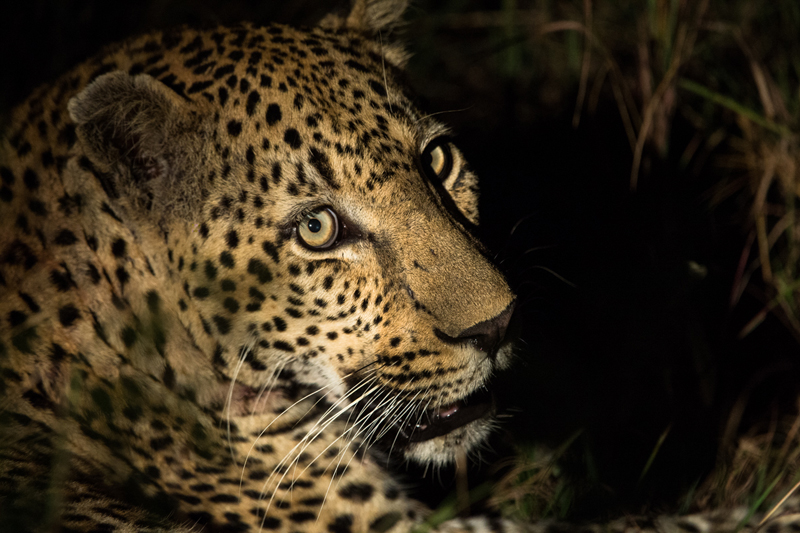 Leopards Mating Leopards Mating