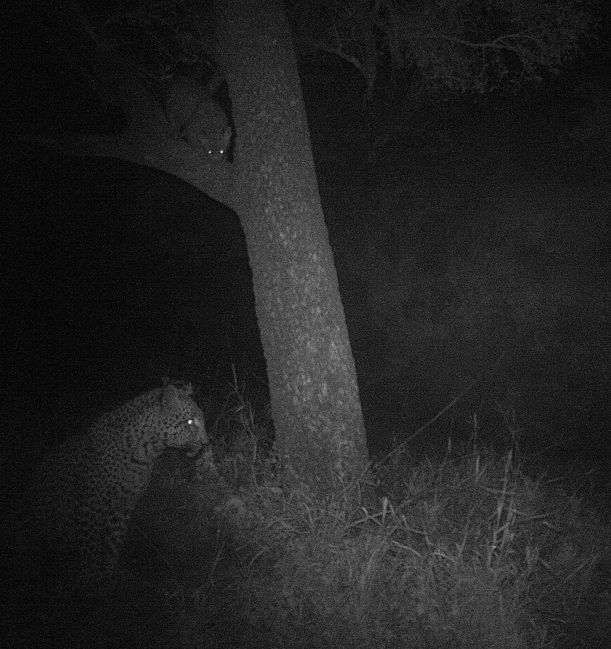LIttle Bush And Cub Blog Pic 2 LIttle Bush And Cub Blog Pic 2
