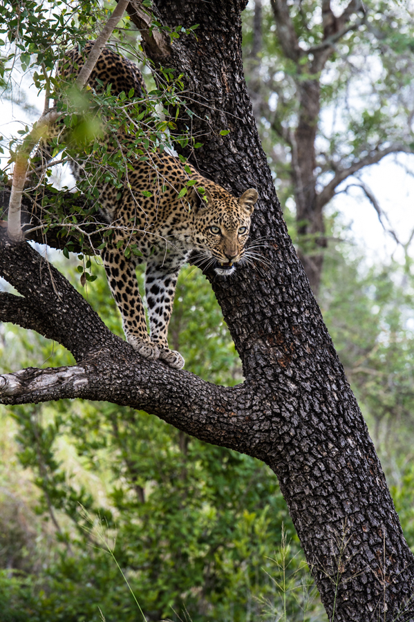 Leopard Cub 2 Leopard Cub 2
