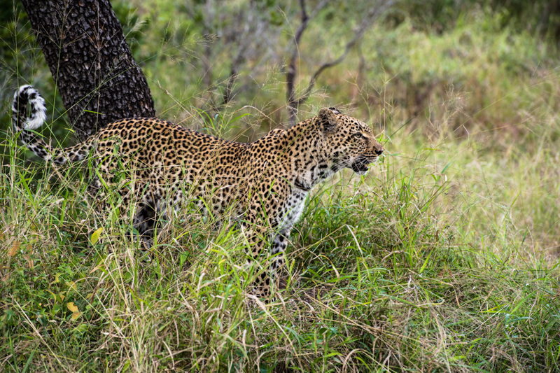 Leopard Cub 3 Leopard Cub 3