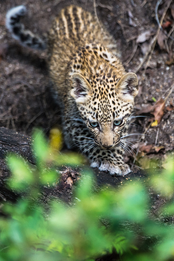 Leopard Cub 6
