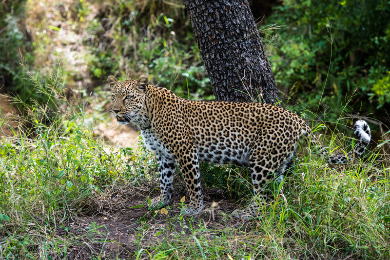 Leopard Cub Leopard Cub