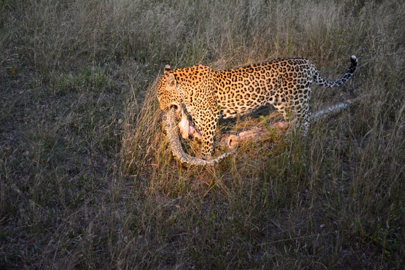 Nottins Python Pic 1 Nottins Python Pic 1