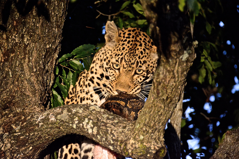 Nottins Python Pic 3 Nottins Python Pic 3