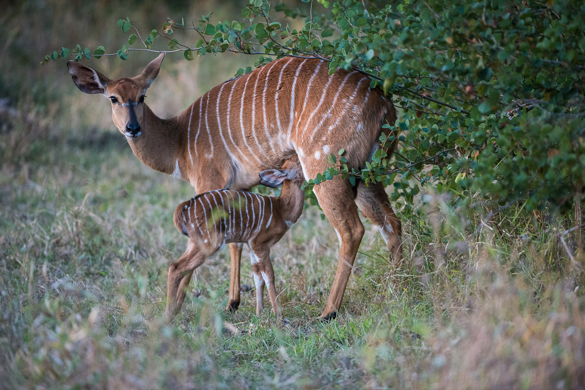 Nyala2 Nyala2