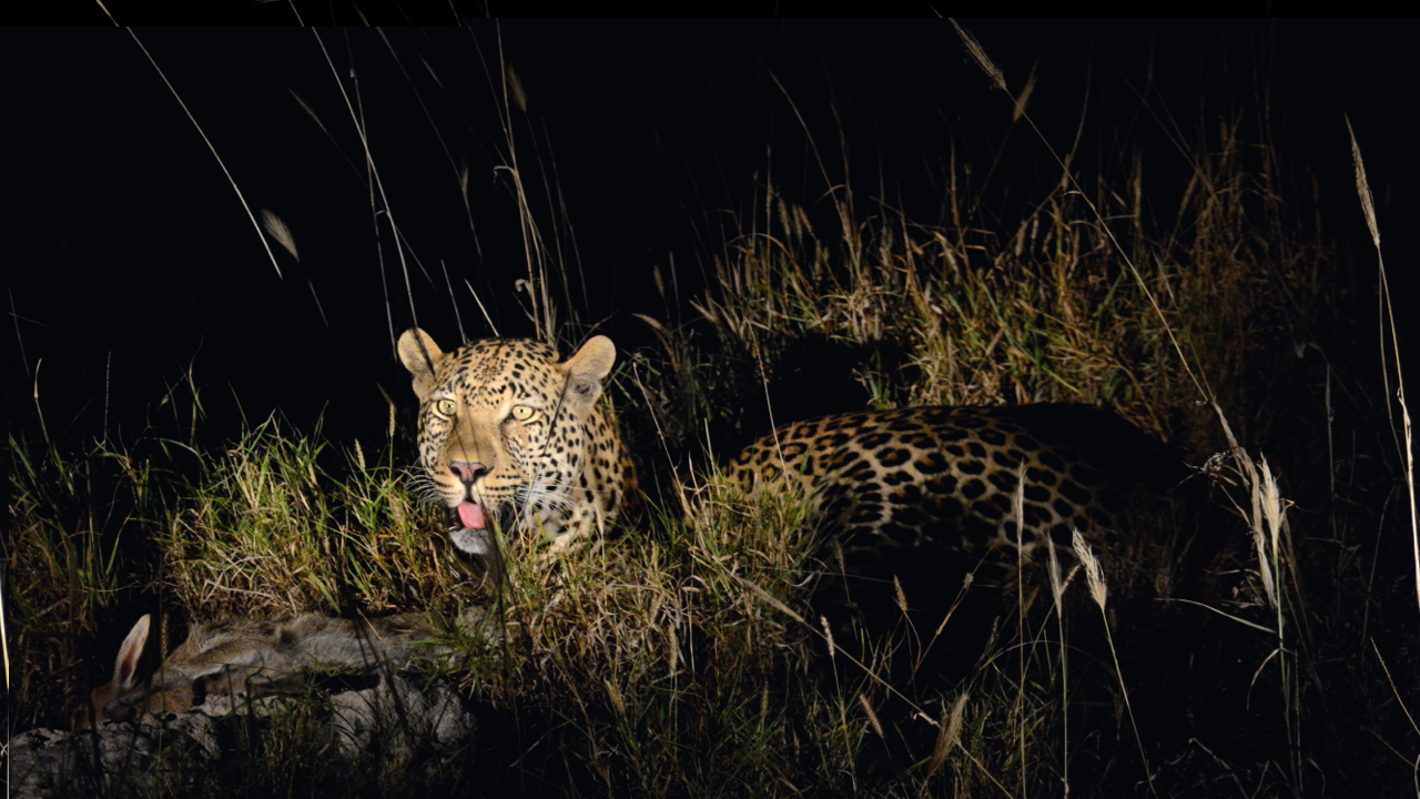 Selati Male On Duiker Kill Pic 2 Selati Male On Duiker Kill Pic 2