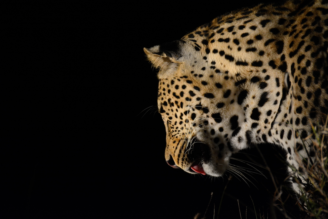 Selati On Duiker Kill 3 Selati On Duiker Kill 3