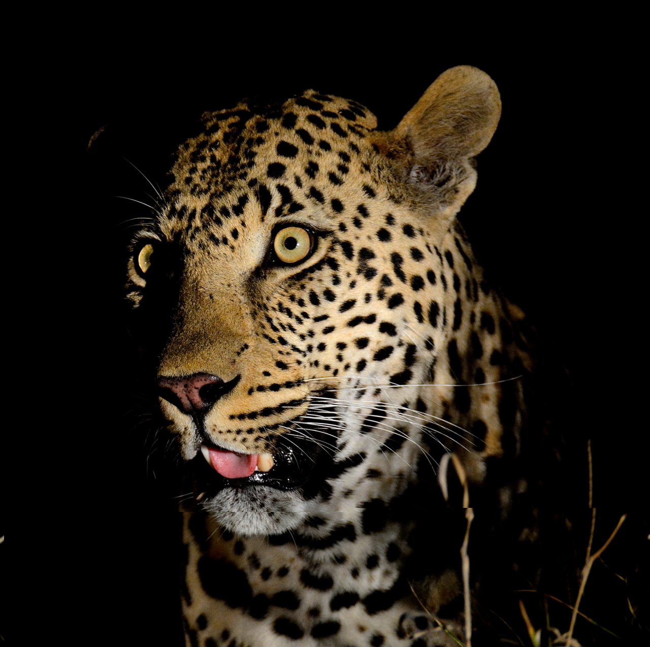 Selati On Duiker Kill Selati On Duiker Kill