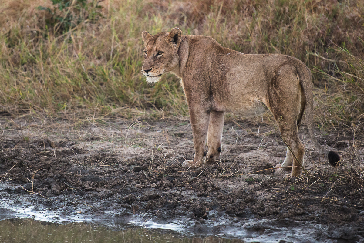 Southern Pride 1 Southern Pride 1