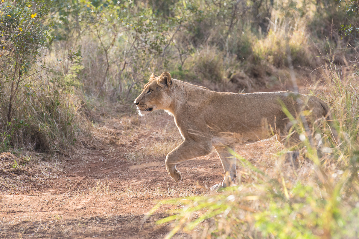 Southern Pride 2 Southern Pride 2