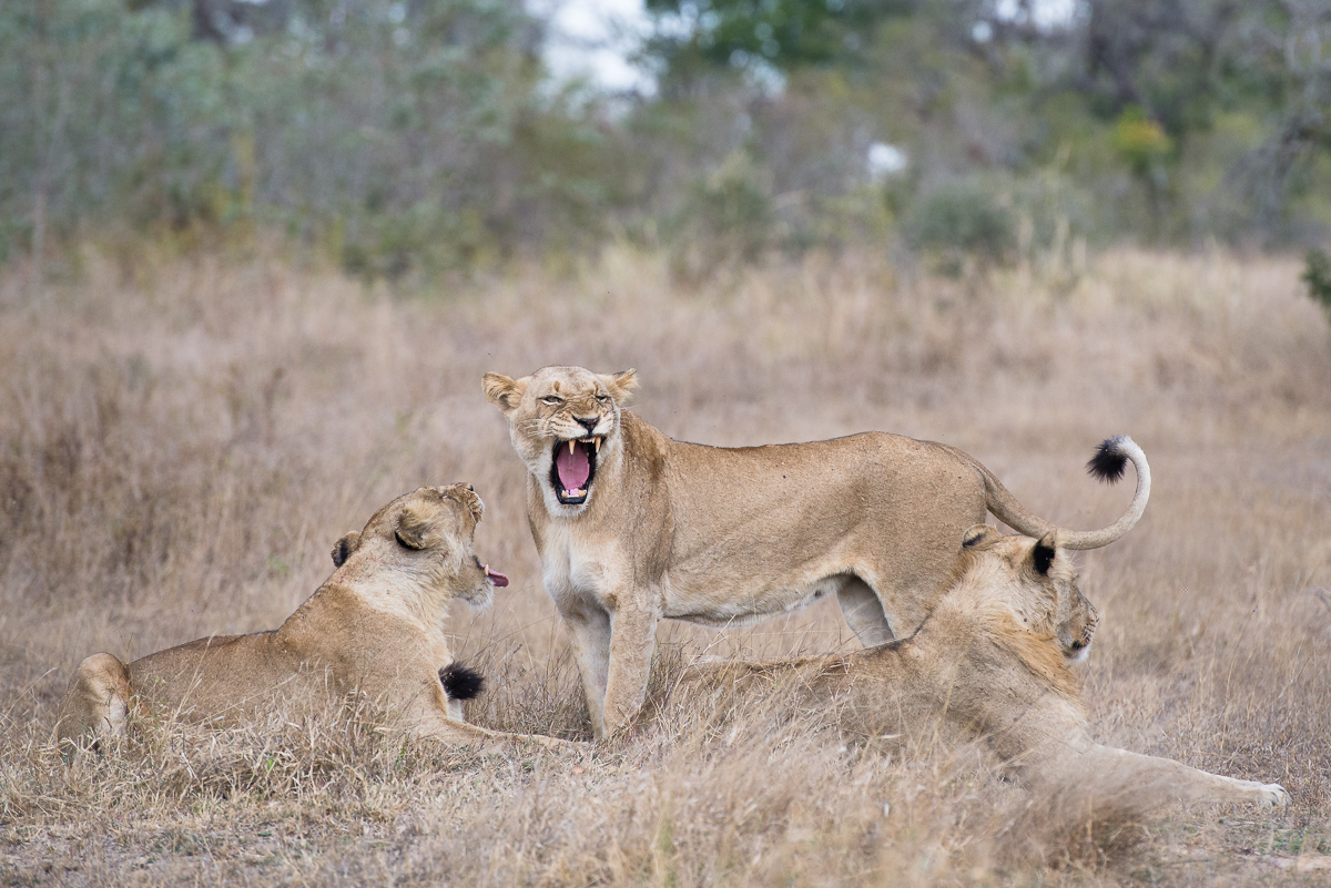 Southern Pride 3 Southern Pride 3