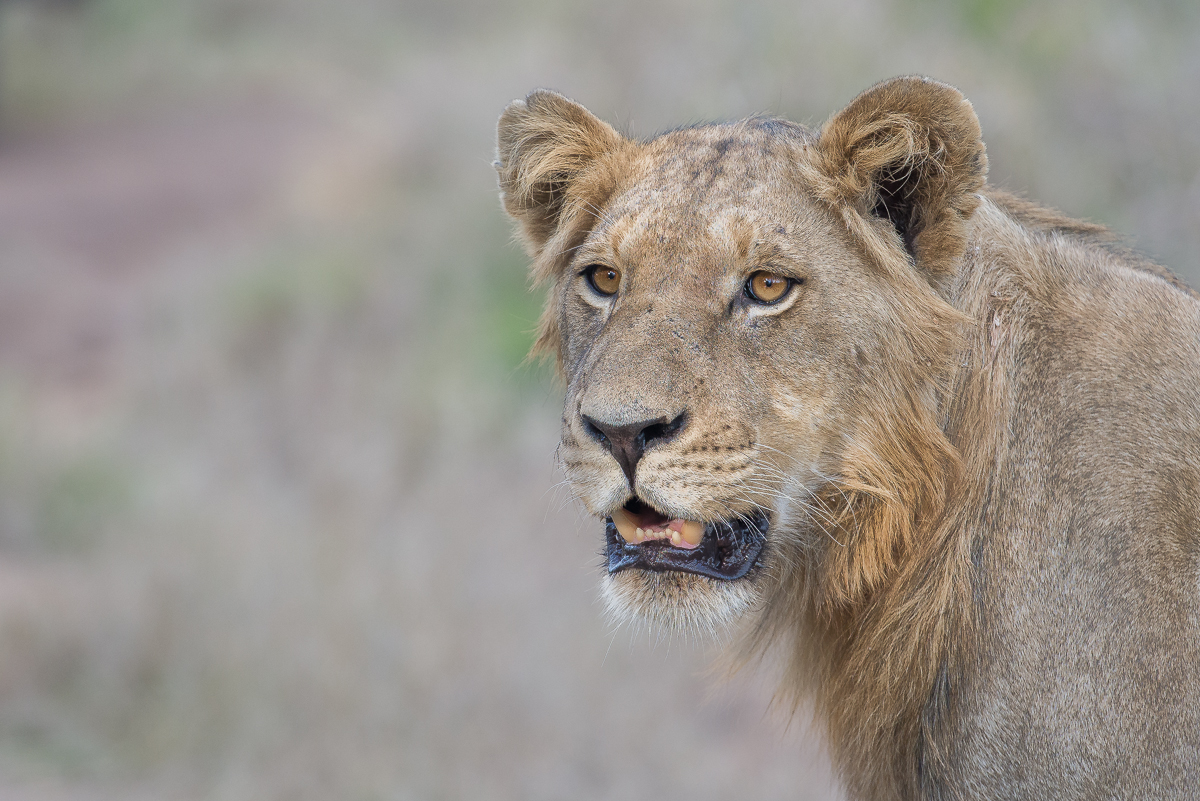 Southern Pride 5 Southern Pride 5