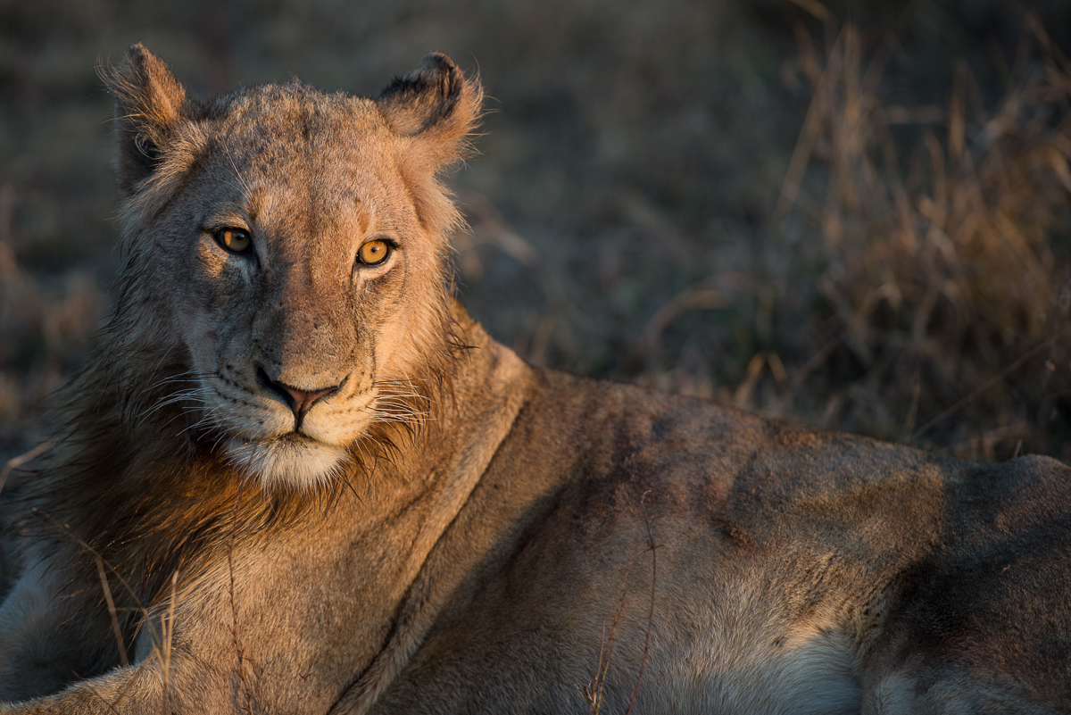 Southern Pride 7 Southern Pride 7