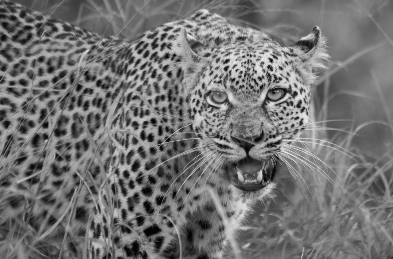 Little Bush Female Little Bush Female