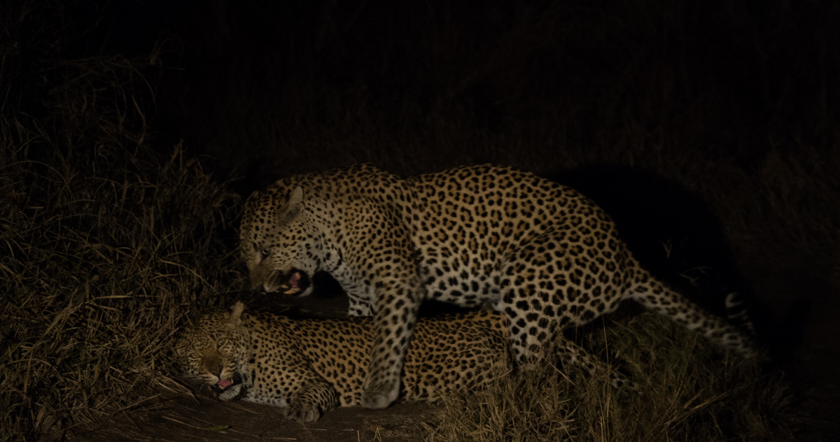 Mathlatini Mating With White Dam Female 2 1 Of 1 Mathlatini Mating With White Dam Female 2 1 Of 1