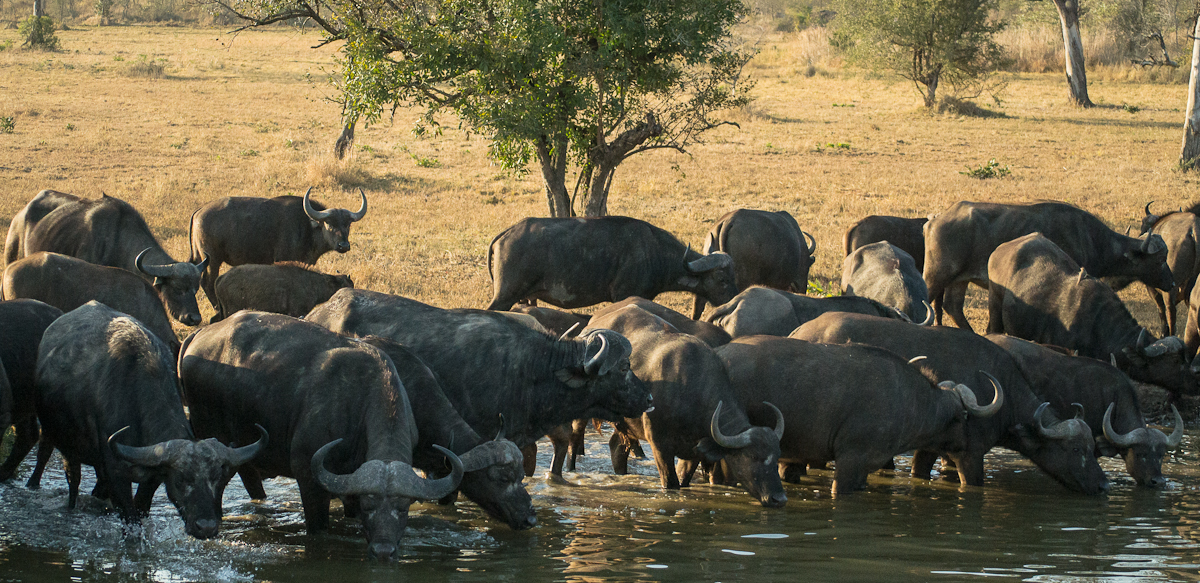 Buffalo Herd Buffalo Herd