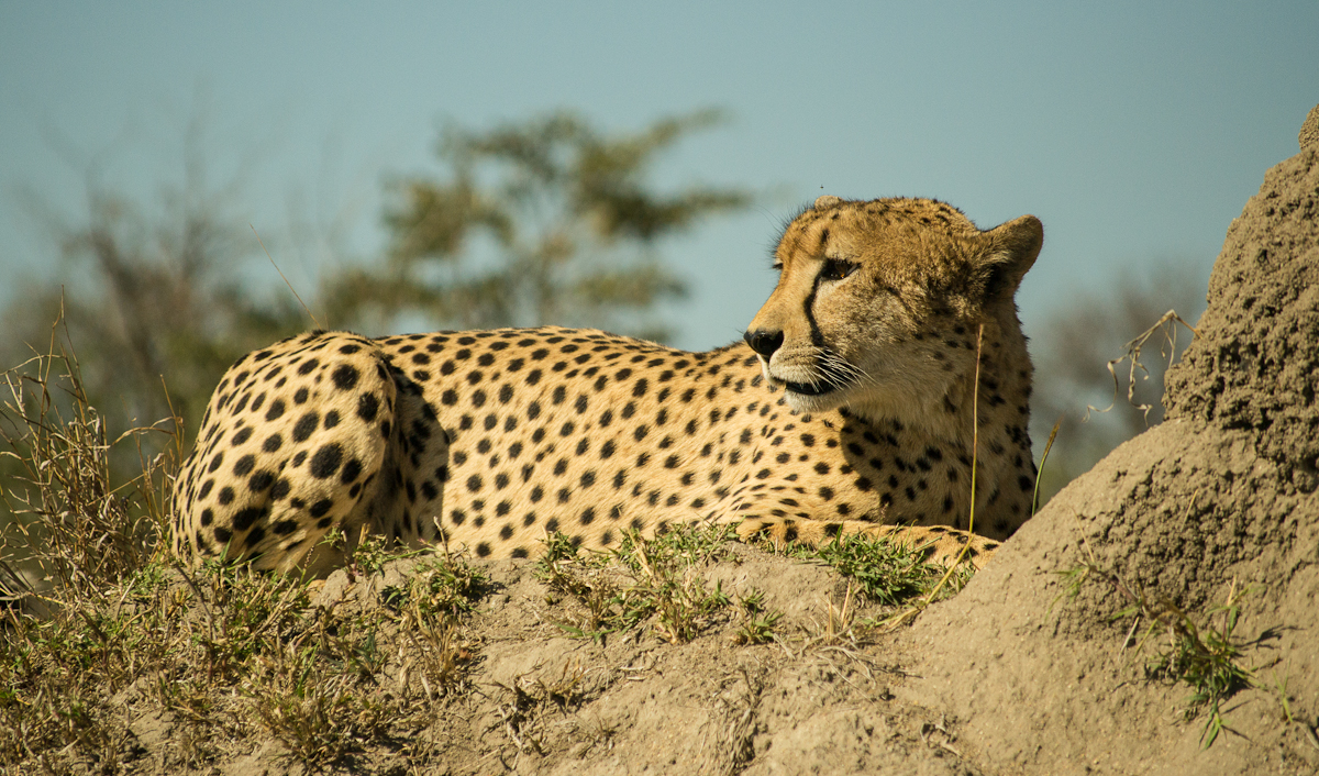 Cheetah Male 2 Cheetah Male 2