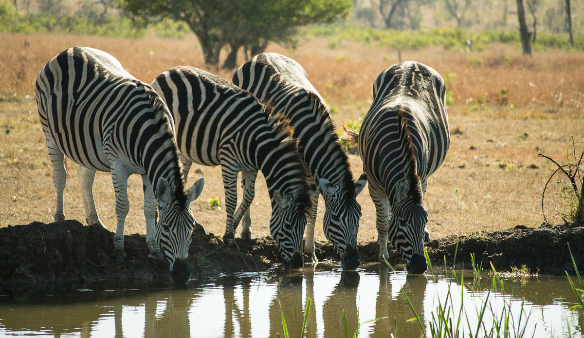 Zebra Zebra