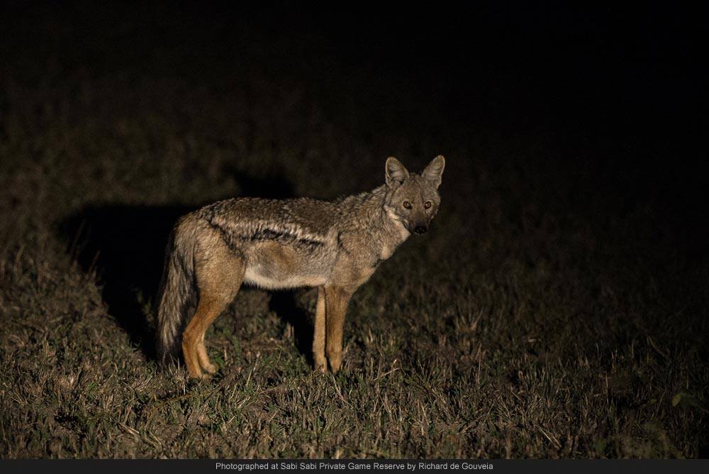 1167609 561095323938123 153062974 O