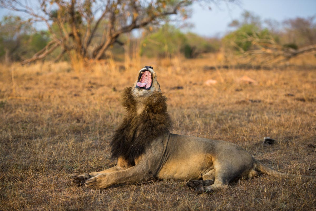 litter of little lions Sabi Sabi Private Game Reserve Blog