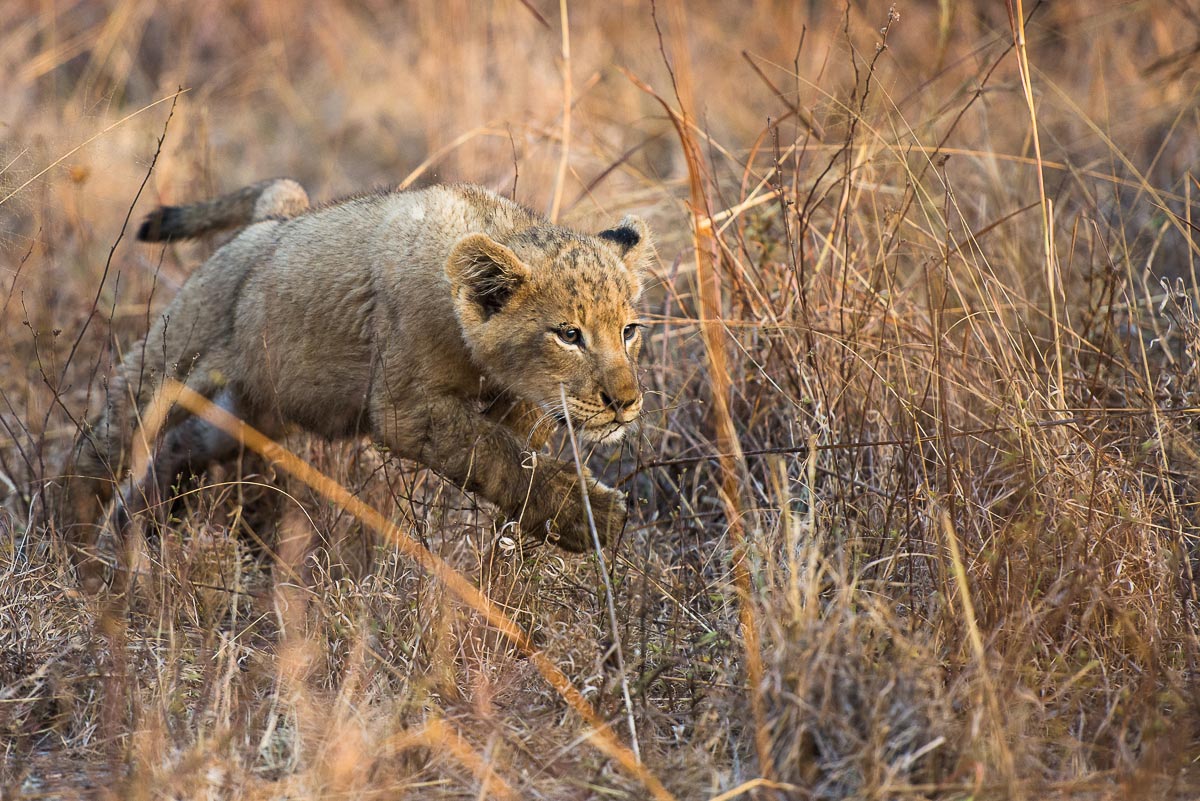 Litter Of Little Lionss 2 Litter Of Little Lionss 2
