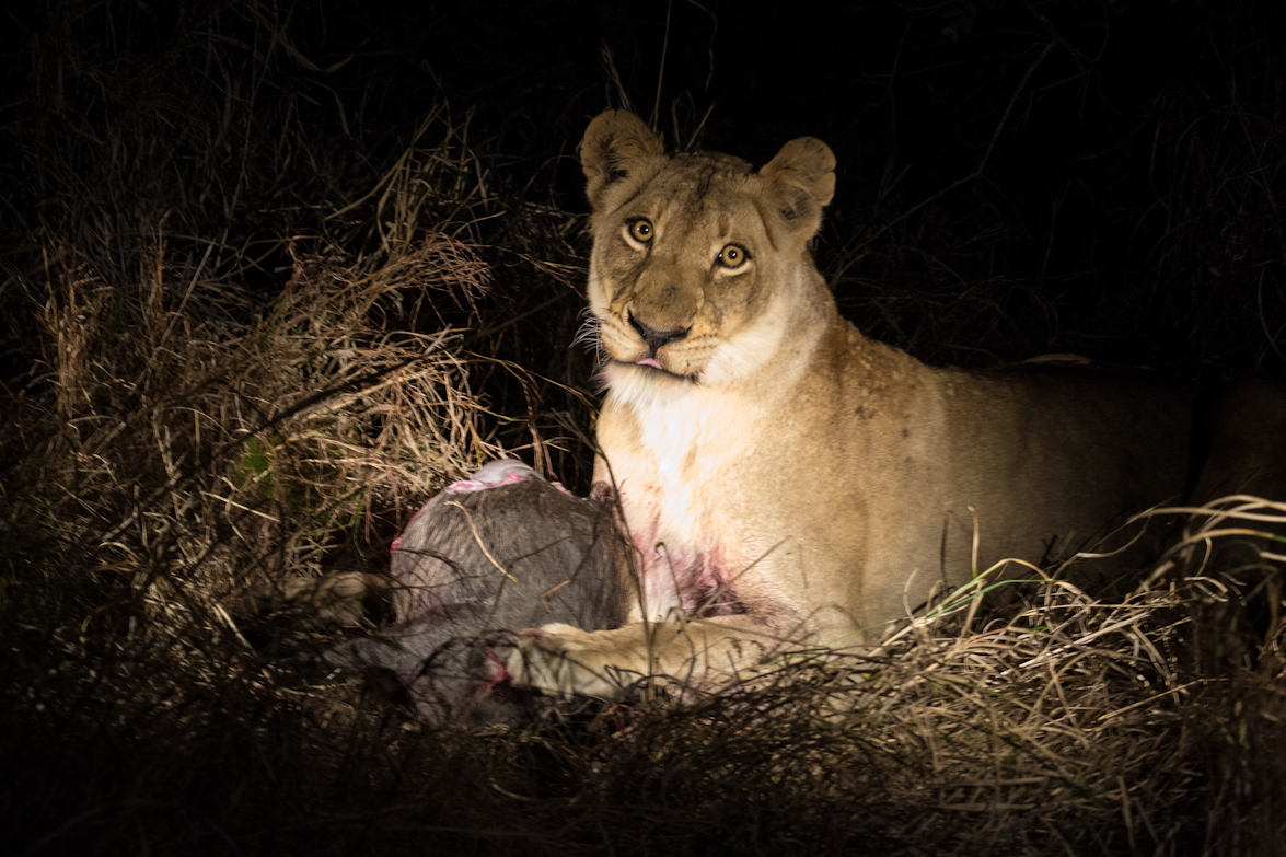 Lioness 1 Lioness 1