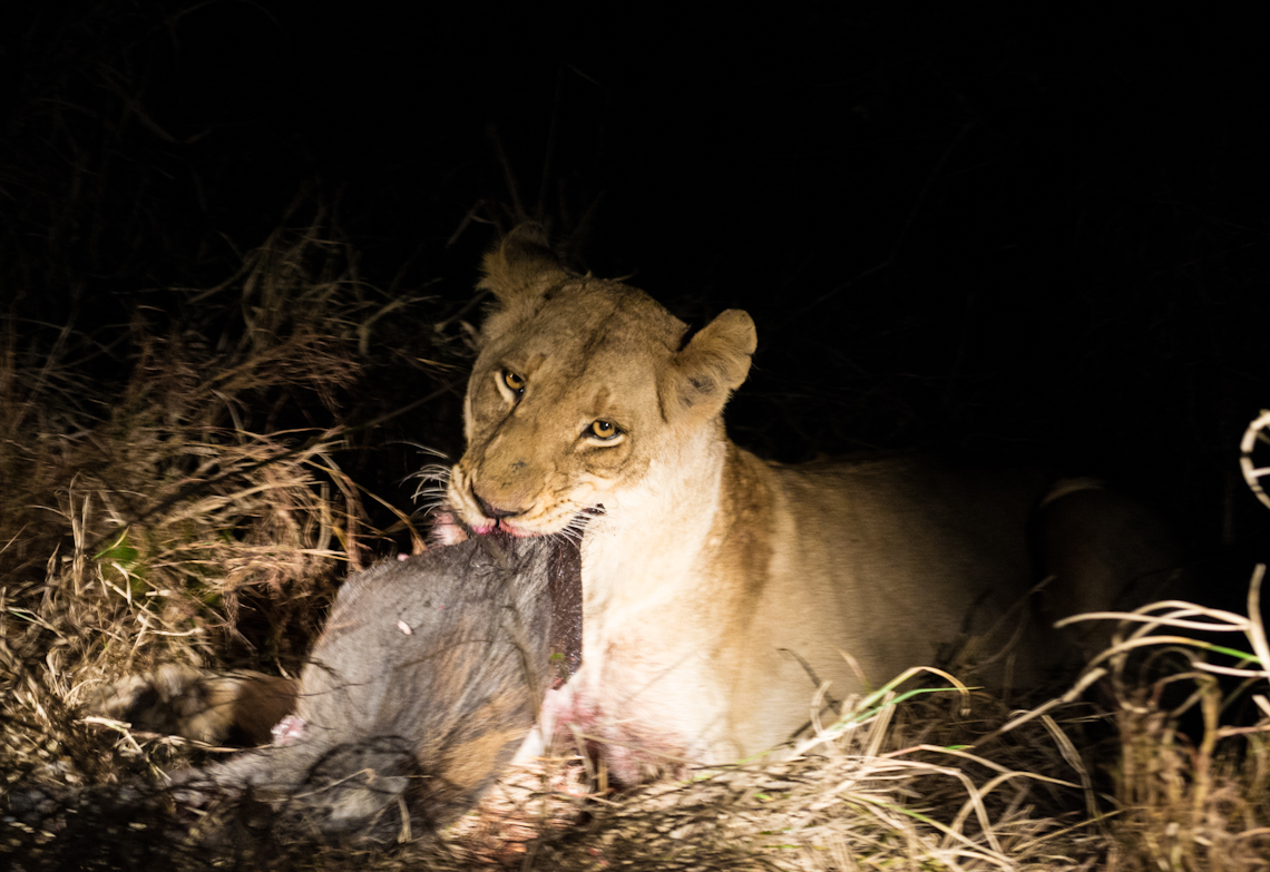 Lioness 2 2 Lioness 2 2
