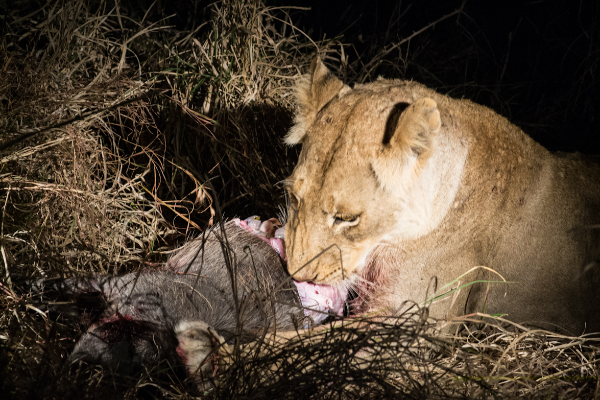 Lioness 3 Lioness 3