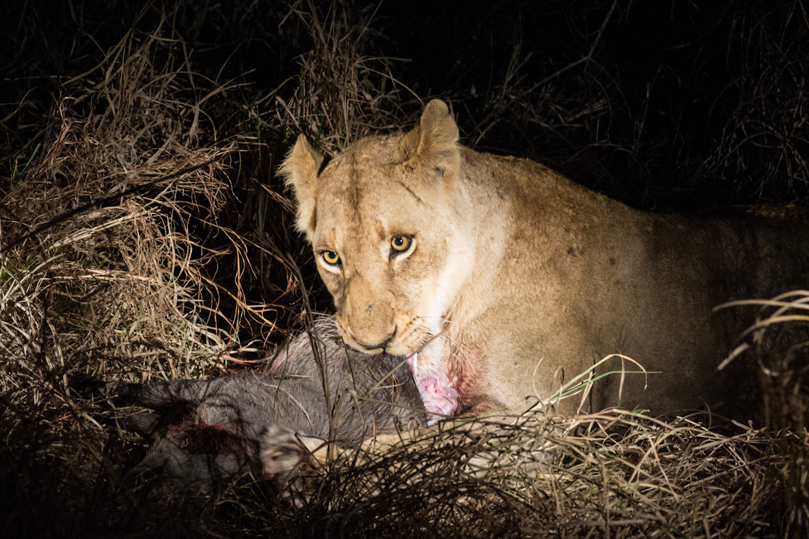 Lioness 4 Lioness 4