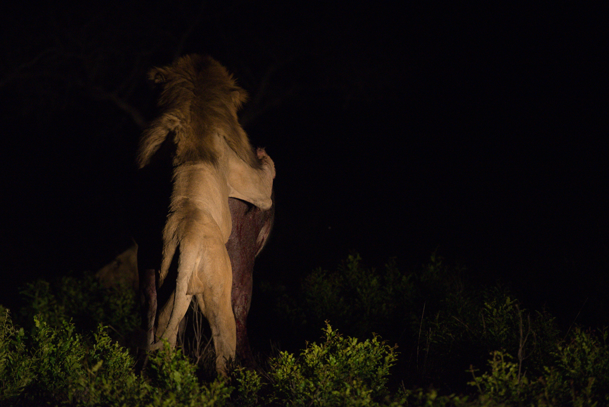Buffalo Hunt Buffalo Hunt