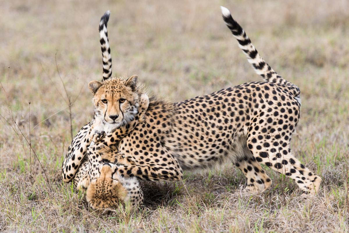 Cheetah 3 Cheetah 3