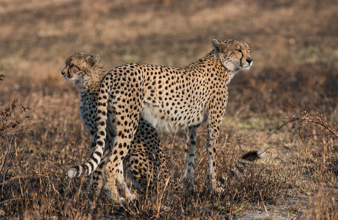 Cheetah And Cub Cheetah And Cub