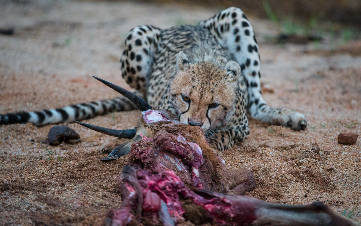 Cheetah Cub Kill1