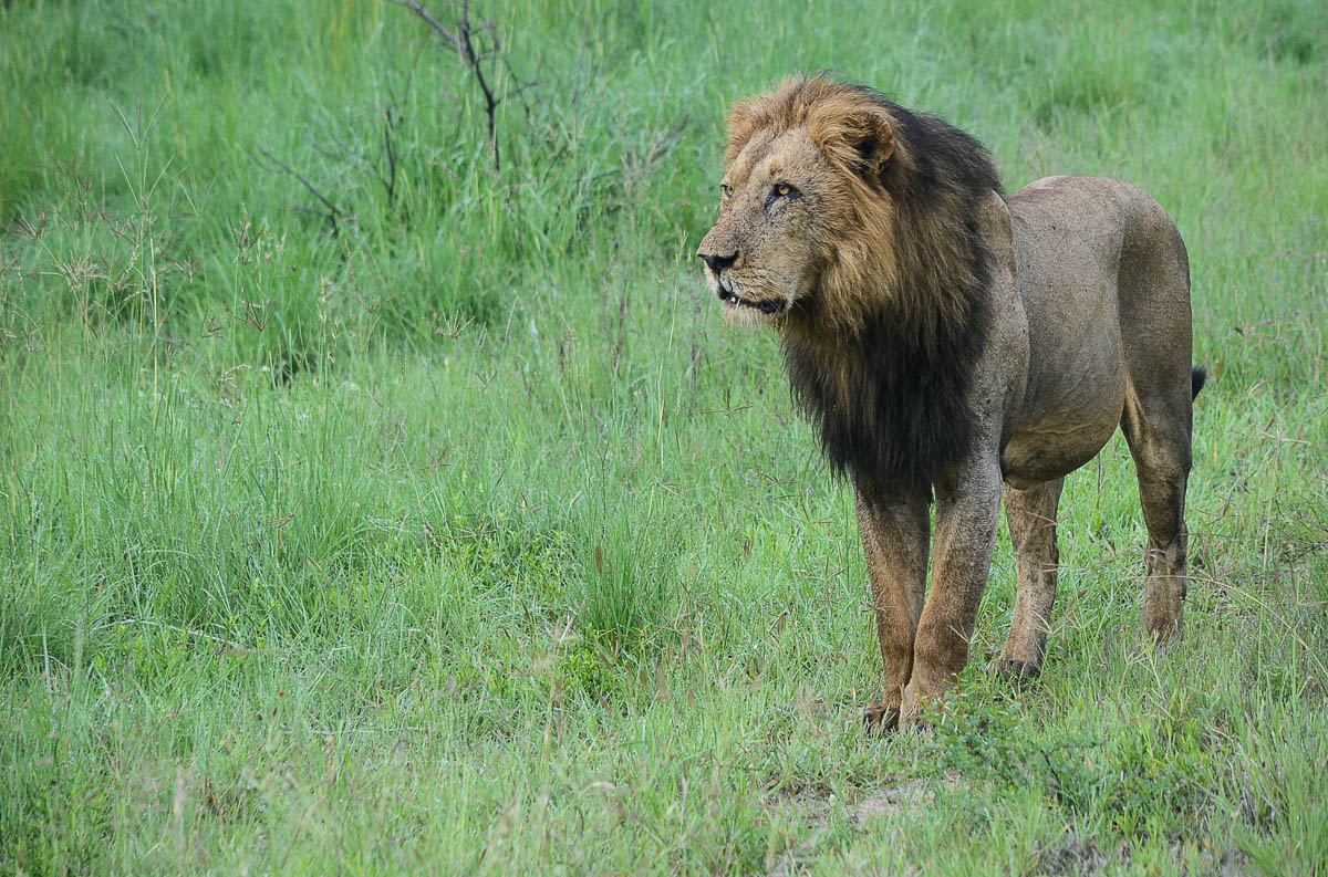 Kruger Male Onlooking Kruger Male Onlooking