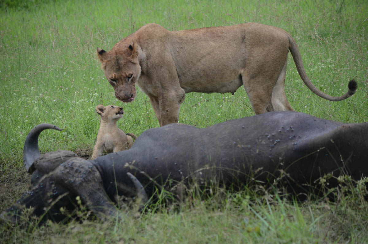 Lioness And Cub Lioness And Cub