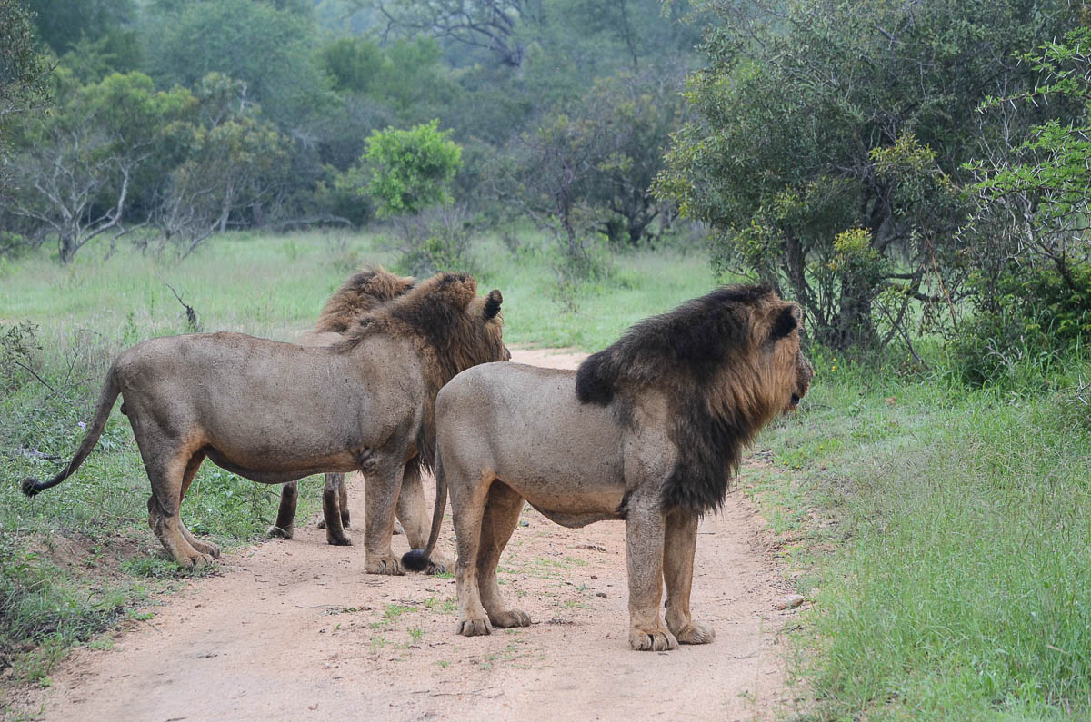 Sand River Males Looking Sand River Males Looking