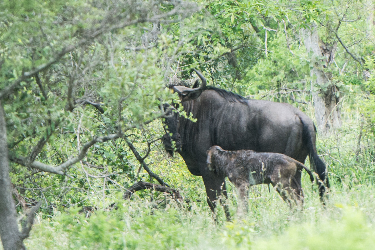 Wildebeest Birth 4