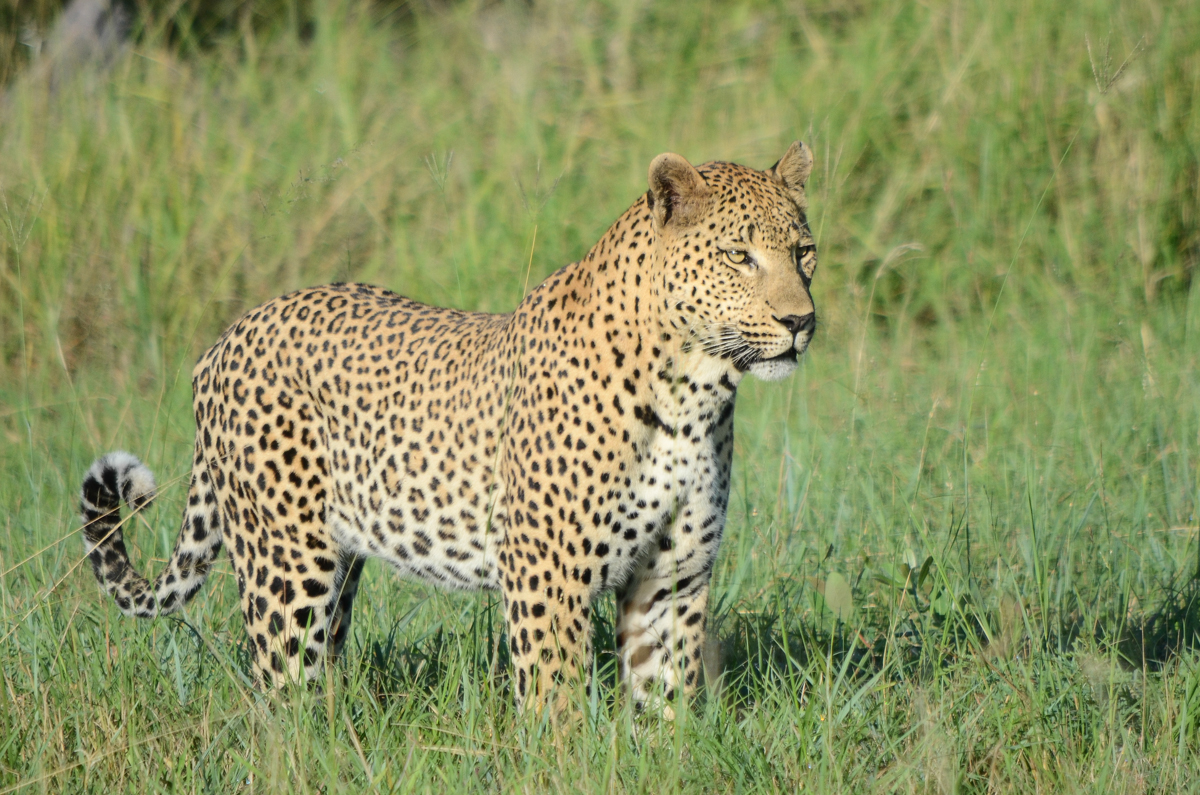 Maxabeni