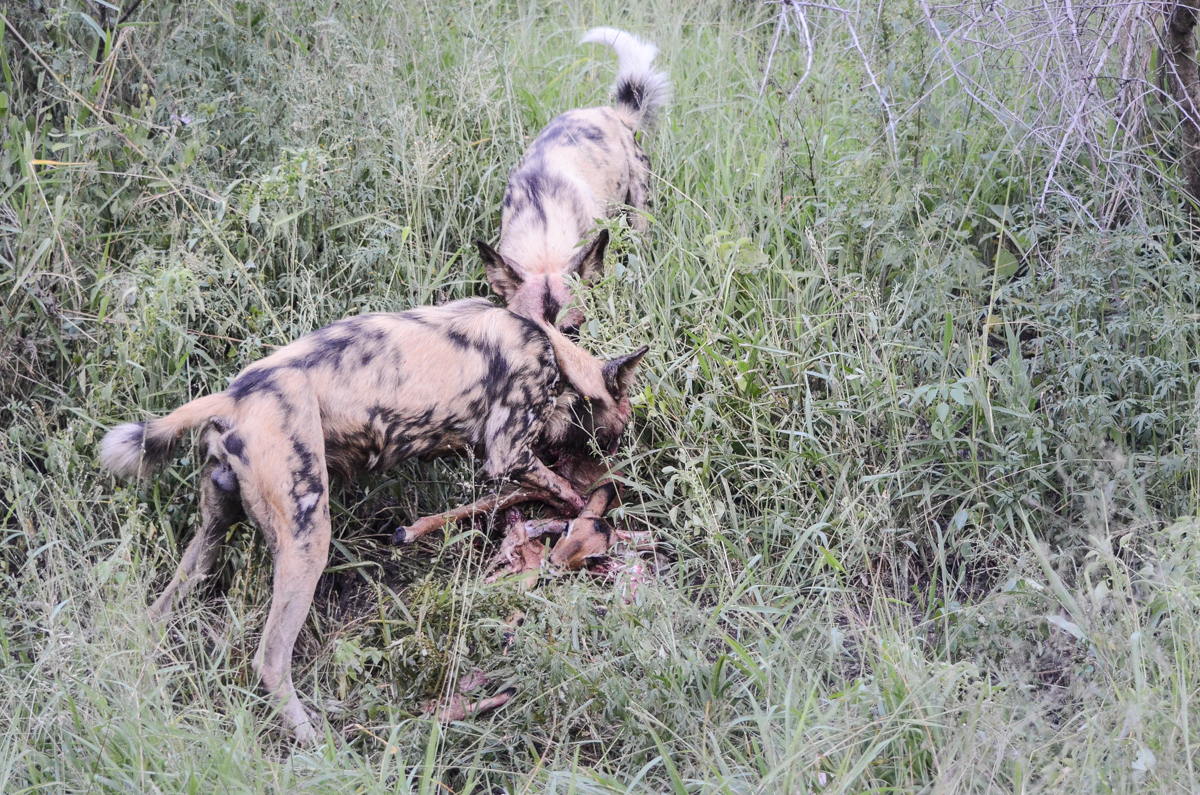 Is Lamb A Good Food For Dog Throwing Up Is Lamb A Good Food For Dog Throwing Up