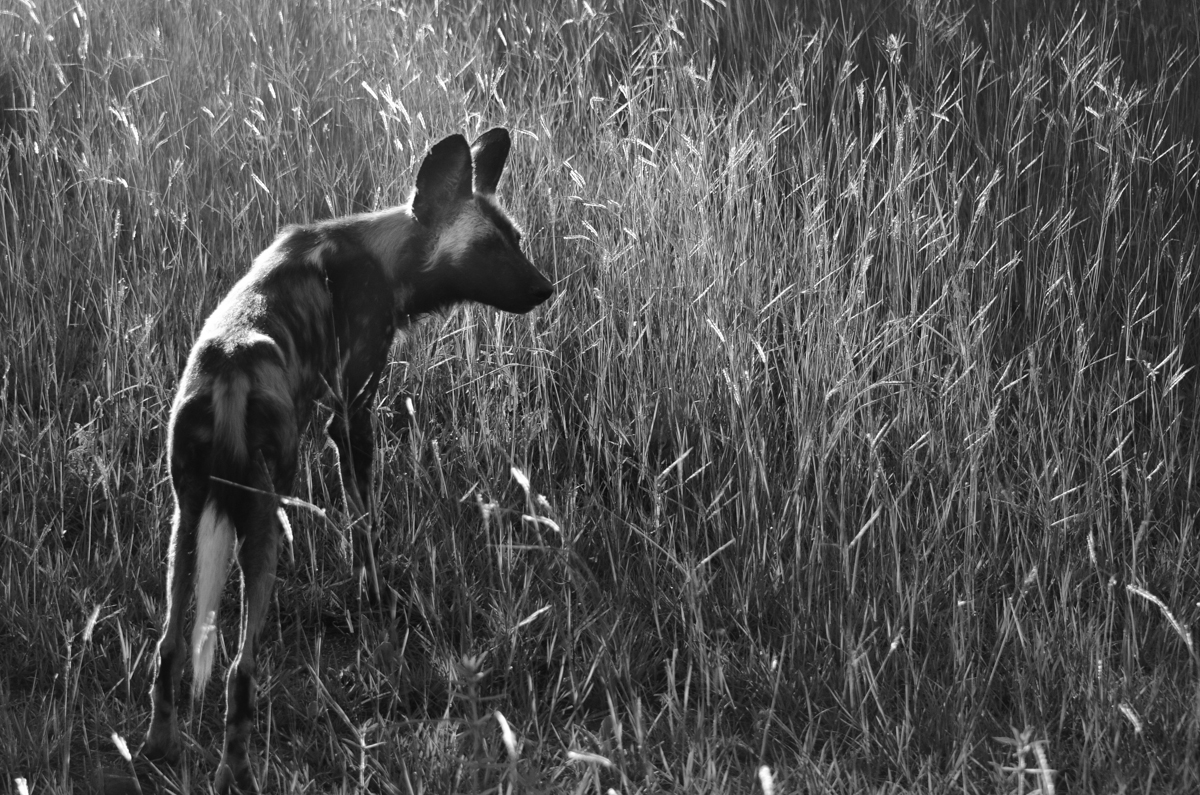 Wild Dog Back Lit Wild Dog Back Lit
