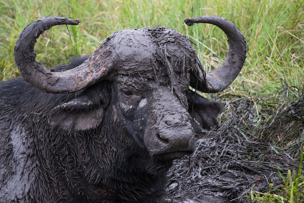 Buffalo Mud 1 Buffalo Mud 1