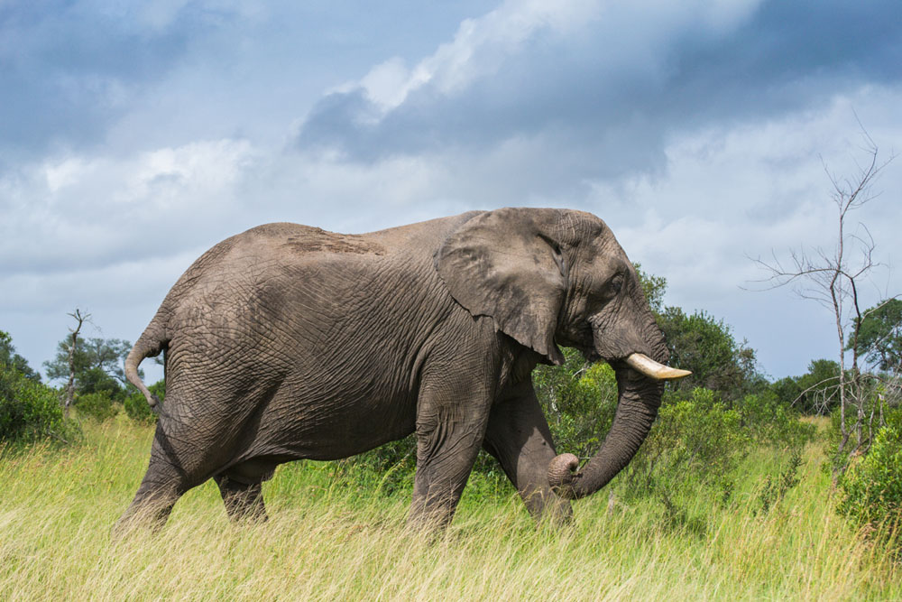 Bull Elephant Bull Elephant
