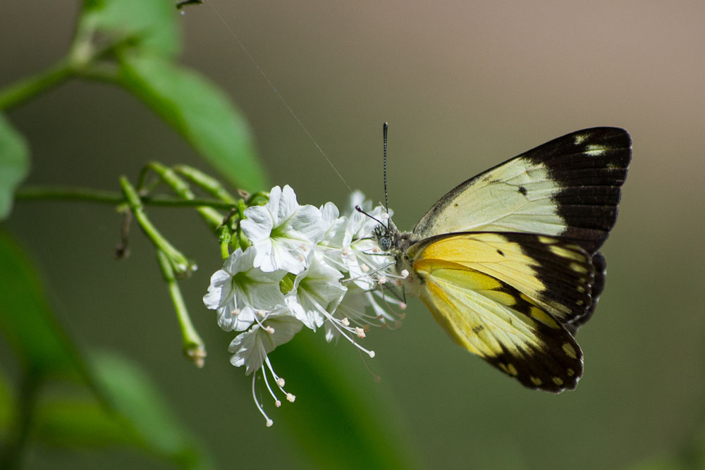 Butterfly African Common White Butterfly African Common White