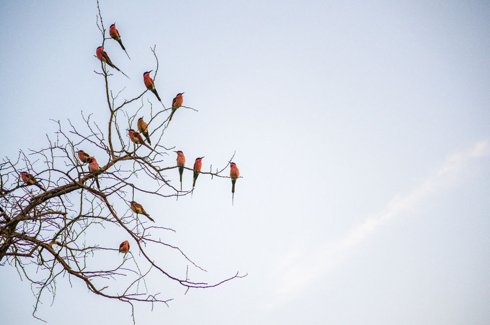 Carmine Bee Eaters Carmine Bee Eaters