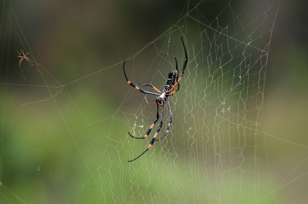Golden Orb Spider Banded Nephila Golden Orb Spider Banded Nephila