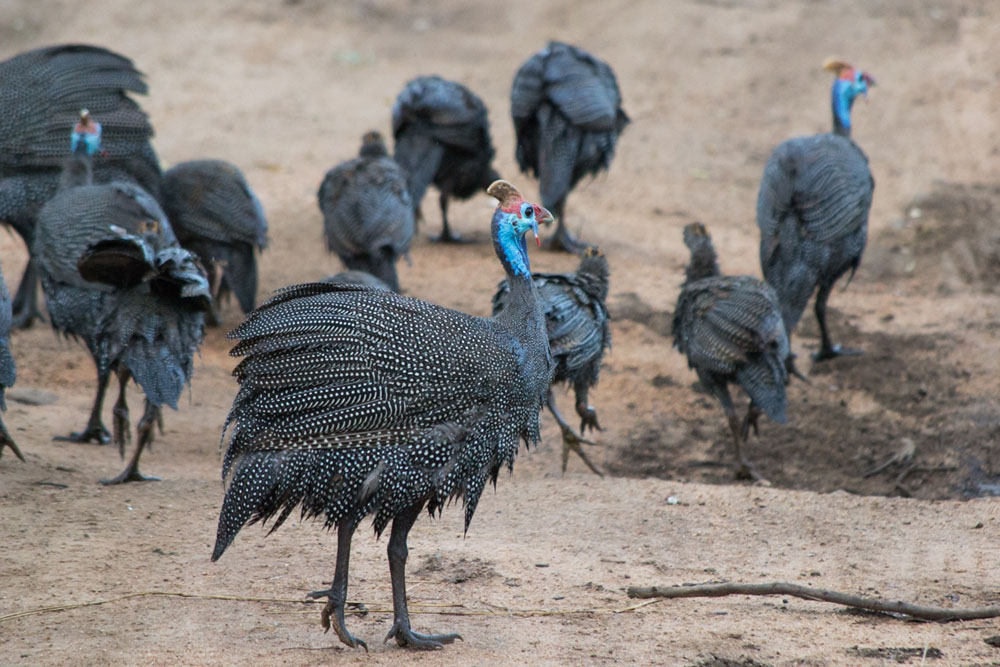 Guinee Fowls Guinee Fowls