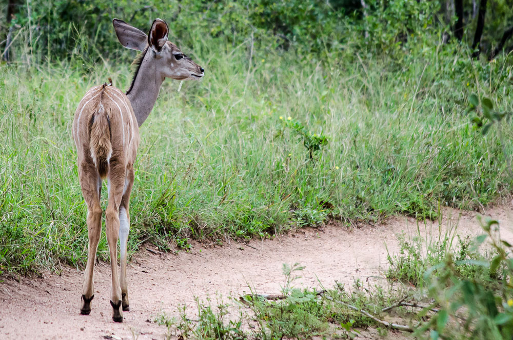 Kudu Kudu