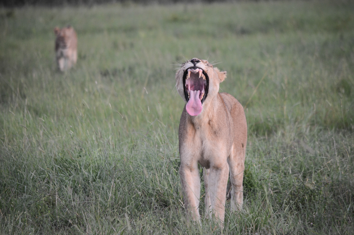 Lioness Yawn Lioness Yawn