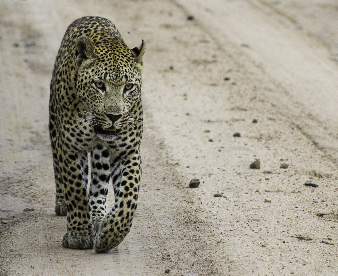 Maxabeni M Maxabeni M